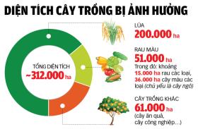 Đưa hàng ra miền Bắc, không để giá nhảy múa