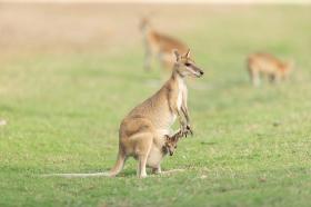 Chuột túi xuất hiện ở Cao Bằng có phải Kangaroo?