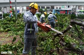 Hà Nội trồng cây xanh theo xu thế, không có kịch bản, thiếu bài bản