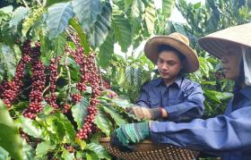 Giá cà phê hôm nay 27/9: Robusta liên tục lập kỷ lục, trong nước vượt 123.000đồng/kg  第1张