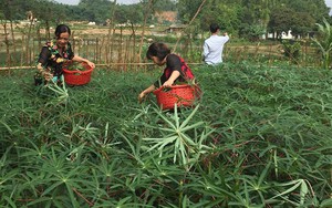 Hội Nông dân Nghệ An, Báo Nông thôn ngày nay/Dân Việt trao quà cho học sinh nghèo