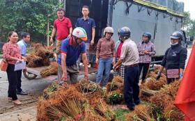 Trung tâm Nghiên cứu dâu tằm tơ Trung ương hỗ trợ 17ha dâu cho nhân dân vùng thiên tai Trấn Yên