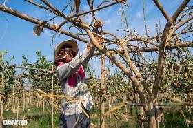 Hà Nội: Nông dân rớt nước mắt nhìn vườn phật thủ chết khô ven sông Hồng